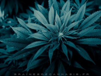 plan-d-arriere-cannabis2