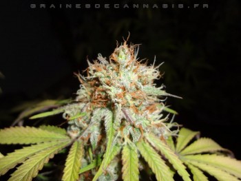 plan-d-arriere-cannabis3