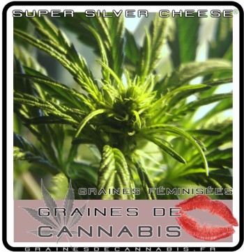 plante de cannabis sativa femelle