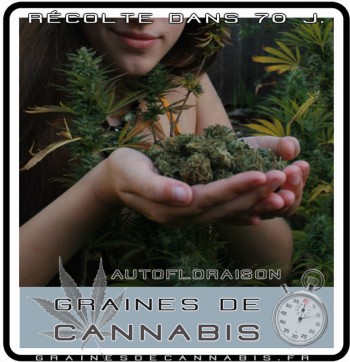 Planter du cannabis en juin ou juillet