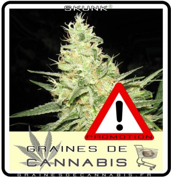 promotion-graines-cannabis