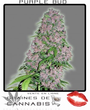 Commander des graines de cannabis féminisé: purple bud 