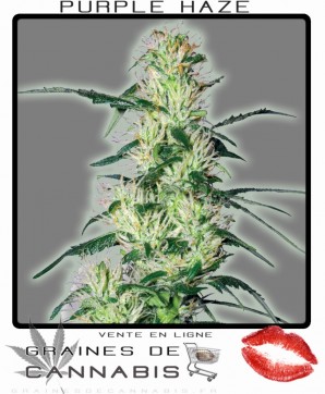 cannabis violette