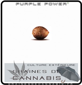 purple-power-cannabis-graine