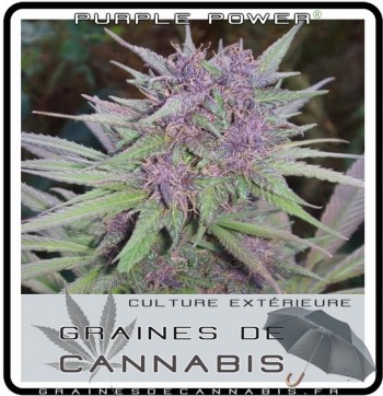 purple-power-cannabis-plante