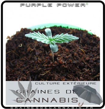 purple-power-cannabis-pousse