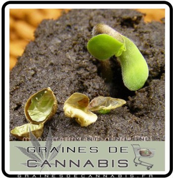 Quand semer du cannabis?
