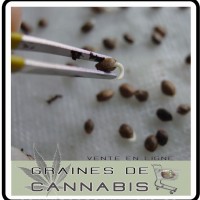 racine-graine-cannabis