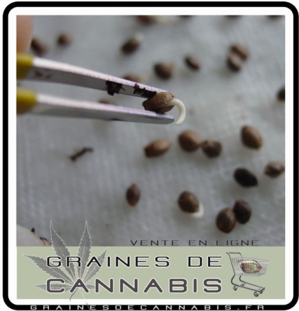 racine graine cannabis