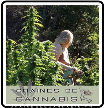 La récolte du cannabis