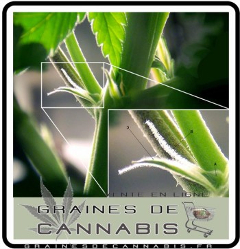 reconnaitre-cannabis-femelle