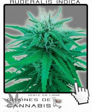 Graines de cannabis ruderalis indica