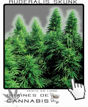 cannabis ruderalis skunk