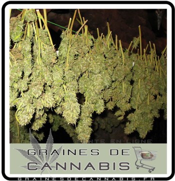 sechage-cannabis