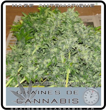 sécher cannabis autofloraison