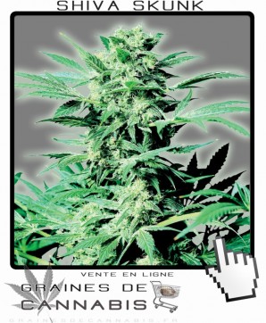 shiva skunk cannabis