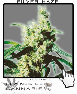 silver haze cannabis