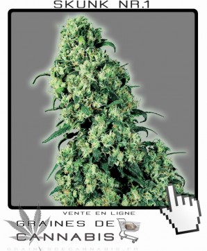 Graines de skunk no.1 cannabis