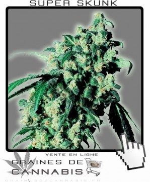 Graines de super skunk cannabis