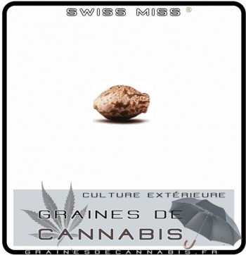 Graines de Swiss Miss Cannabis pour les climats froids