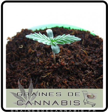 transplanter pousse cannabis