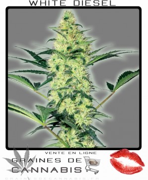 graines de cannabis feminisees: white diesel