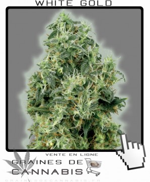 L'or blanc cannabis