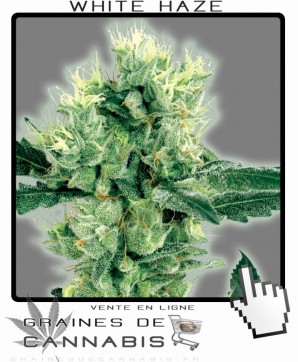 Graines auto-flo de white haze cannabis