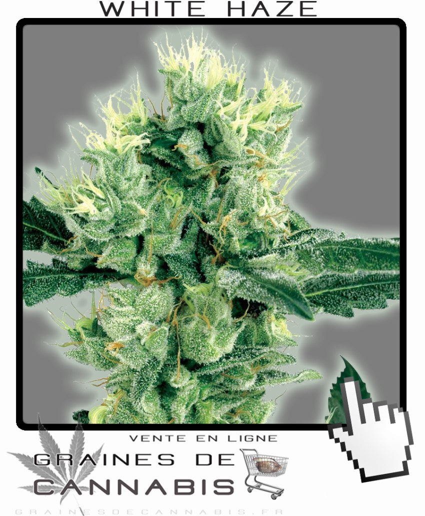 Cannabis Nain: White Haze