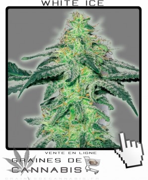 semences de white ice cannabis