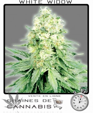 White widow Autoflo