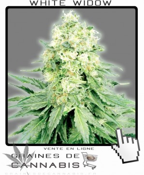 La white widow authentique