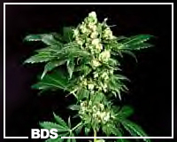 Afghan graines de cannabis