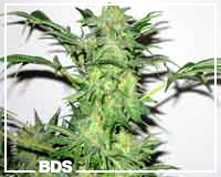 AK-48 graines de marijuana