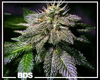 Aurora Indica graines de cannabis
