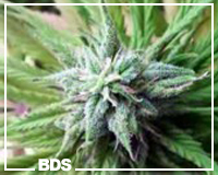 B52 graines de marijuana