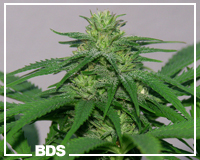 BDS Special cannabis seeds