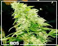 Big Bud cannabis seeds