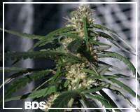 Blue Mystic cannabis seeds