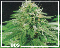 Bubble Gum graines de cannabis