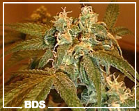 California Orange Bud