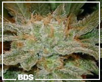 Chrystal marijuana seeds