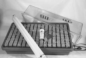 Cloning cannabis plants