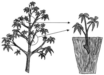 Cutting your marijuana plants