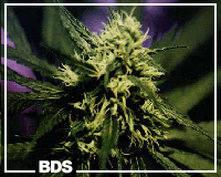 Durban Poison