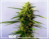 Early Bud graines de cannabis