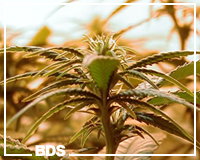 Early Girl graines de marijuana