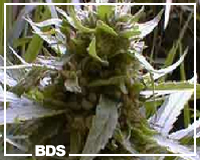 Early Misty cannabis seeds