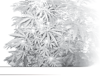 Cannabis plant