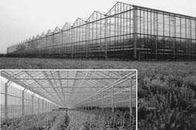 Nice green house for marijuana plants